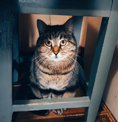 Кошка 