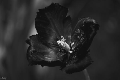 ������� ������