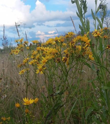 ������� �����