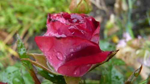 ���� ����� �����