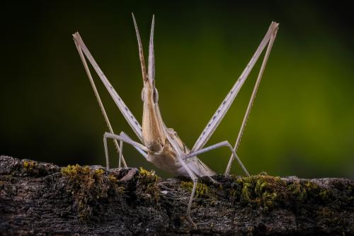 :   ( Acrida bicolor )