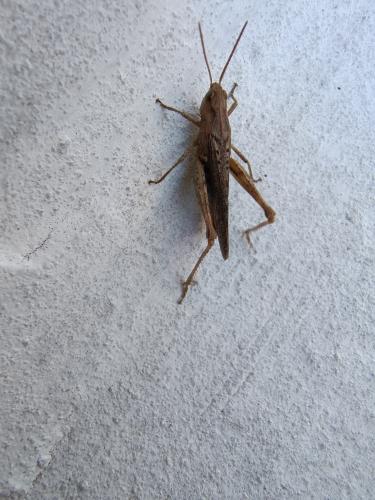 ����� � �����