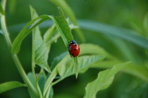 ladybird