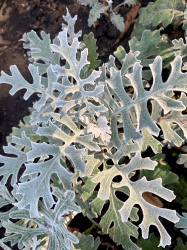 � ������������ ���� 