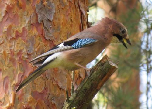 ����� ���� ����� ��� �������