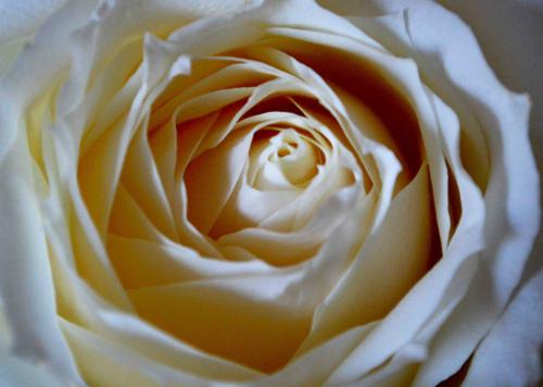 �������� ����� ����