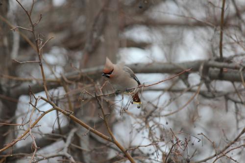 Angry bird