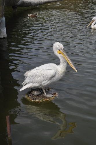 ������� �������� � ��������