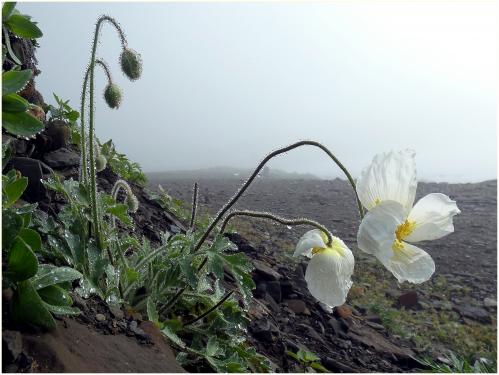 ������� ����.