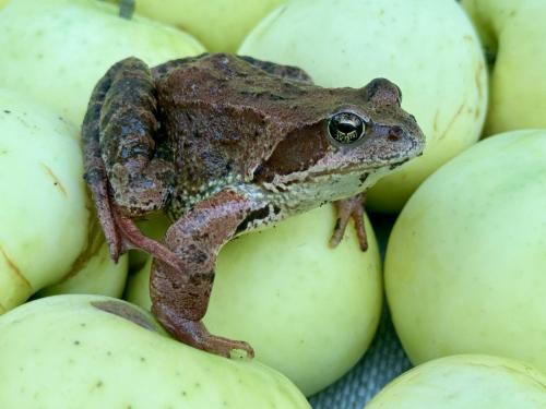 �������� ��������