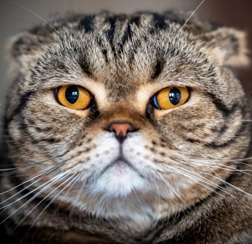 ˸