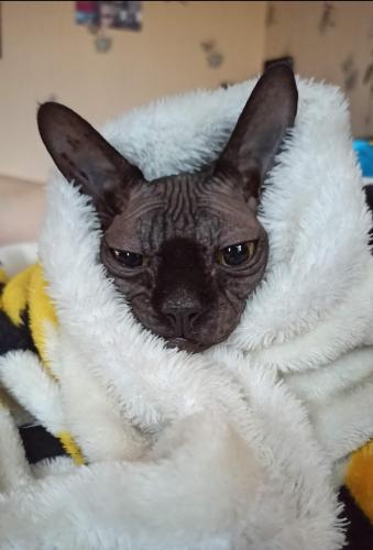 ������, ������...