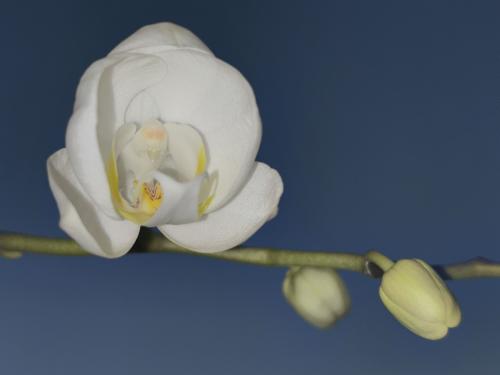 ������ ������� 