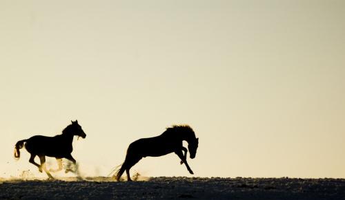 running horses