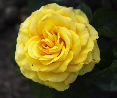 �������� ����