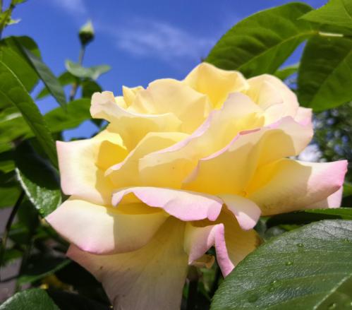 ������ ���