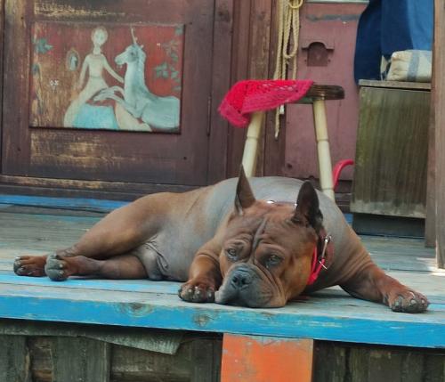 Chongqing dog