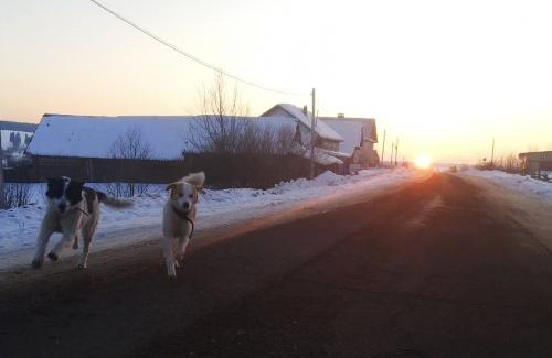 ������ �������