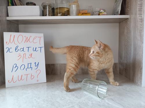 ������ �����! 