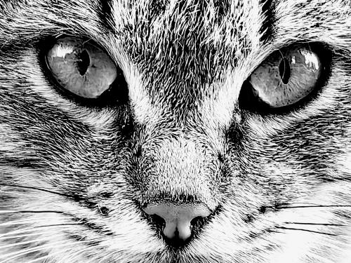 ������� ������