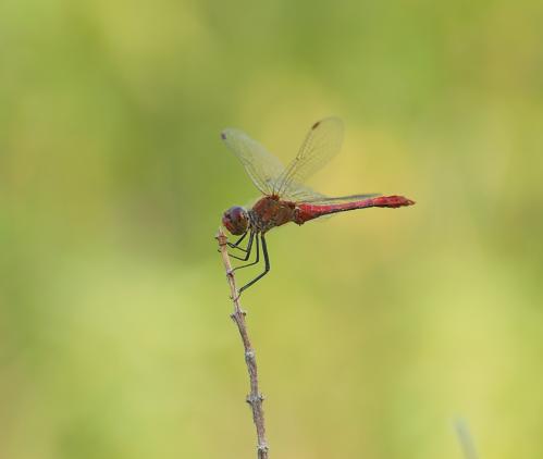  :     Sympetrum