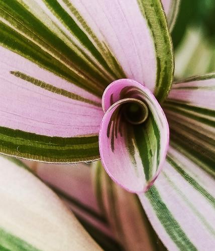 Tradescantia