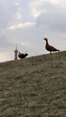 �� ��������