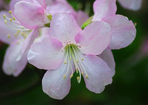 �������� ��������