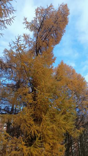 ������ ����� 