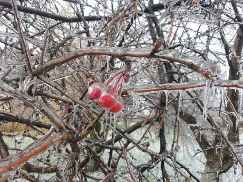 ������ ����