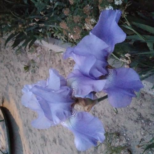 Blue.