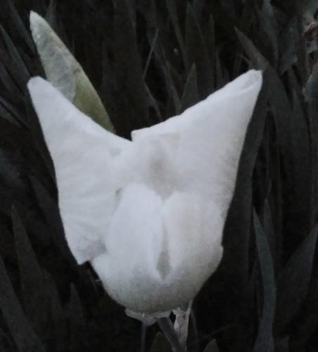 White.