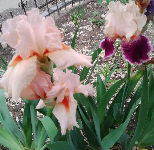 In savage garden.
