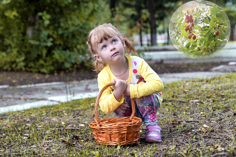 Сойти собирать. Девочка с корзинкой. Дети с лукошком. Фотосессия с корзинкой. Девочка с корзинкой в лесу для детей.