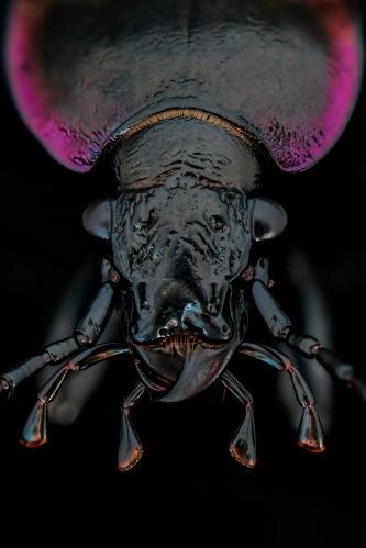  (. Carabidae)