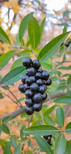 ������ ����� 