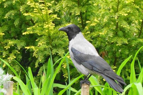 ����� �����