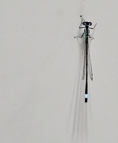 1750199724