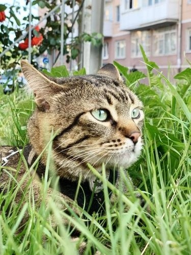 ��� �������