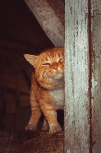 ,   