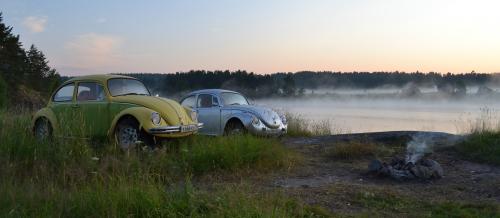 Beetles in the morning fog of Karelia