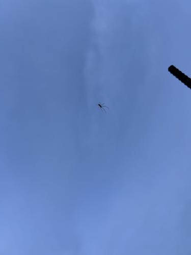 1752406239