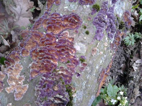 Chondrostereum purpureum