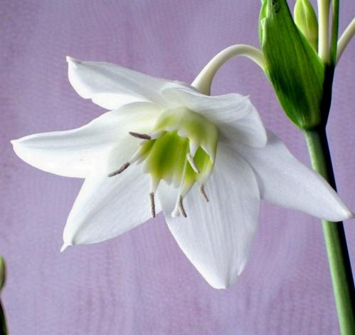 ������ ����