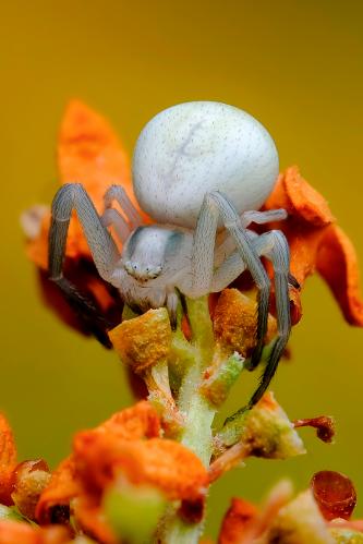   (. Misumena vatia)
