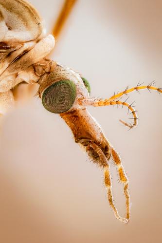 - (. Tipulidae)