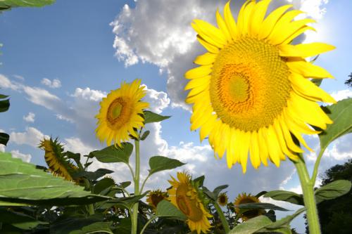 ����������  ������� ���������� ���