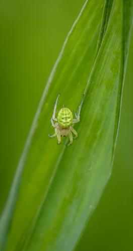 Araniella cucurbitina