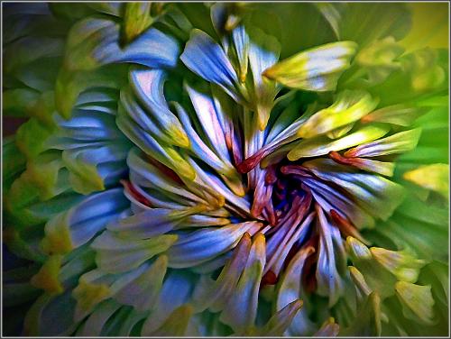 Crazy inflorescence