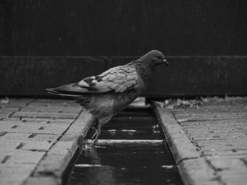 Le pigeon